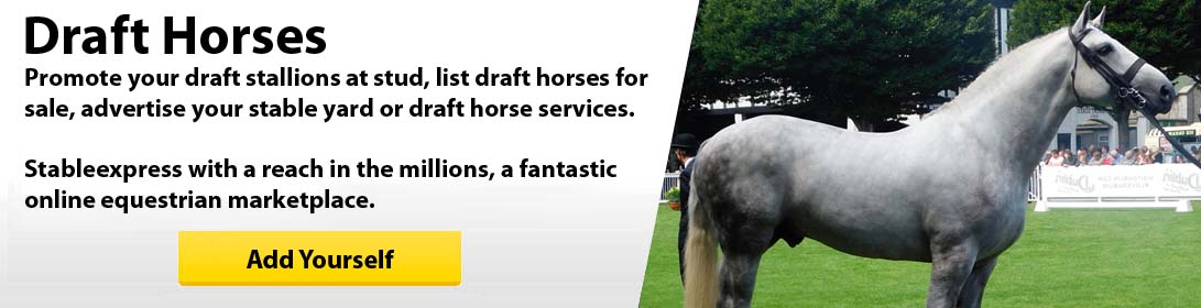 Foals For Sale
